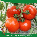 Suntoday determinó la plantación de nombres científicos de híbridos vegetales F1 semillas de tomate chino (22021)